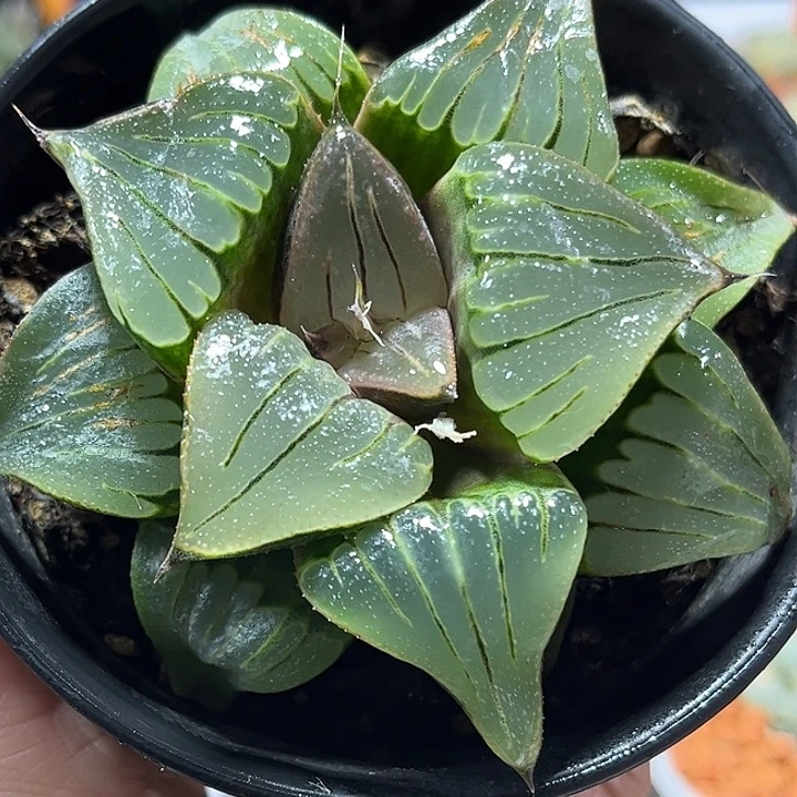 十二卷多肉媚凤111