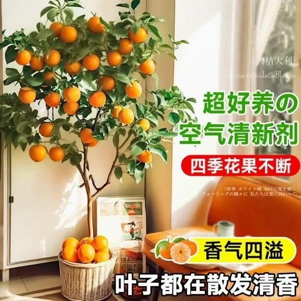 柑橘盆栽地栽果树苗