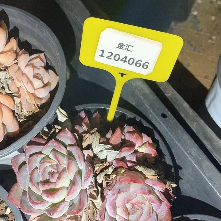 福利多多。1204066
