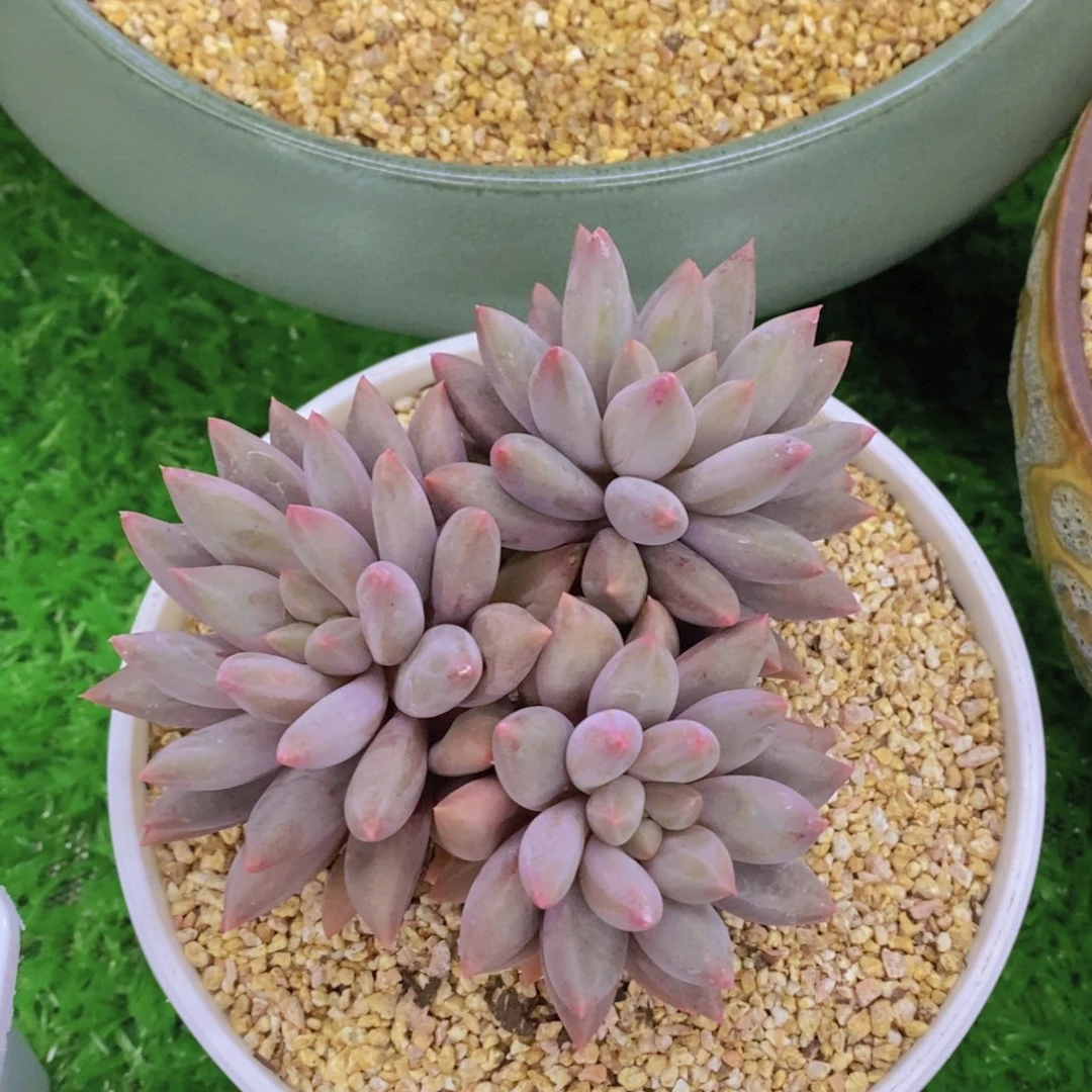 开心多肉植物多肉