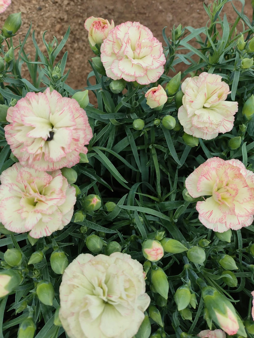 康乃馨【青苹果】复色大花带花苞好养活四季开花花卉