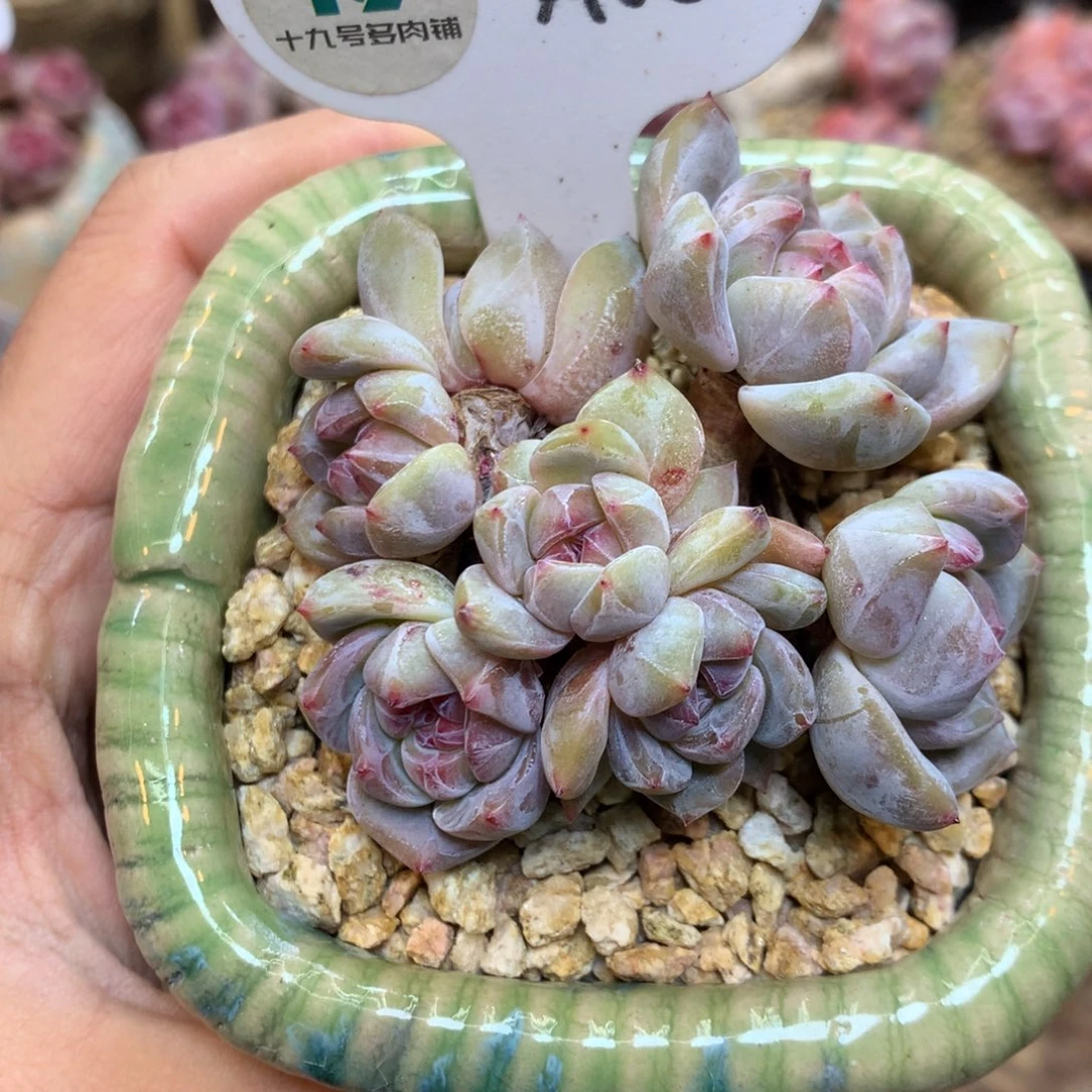 A05 8头迷你脸 有砍 7厘米