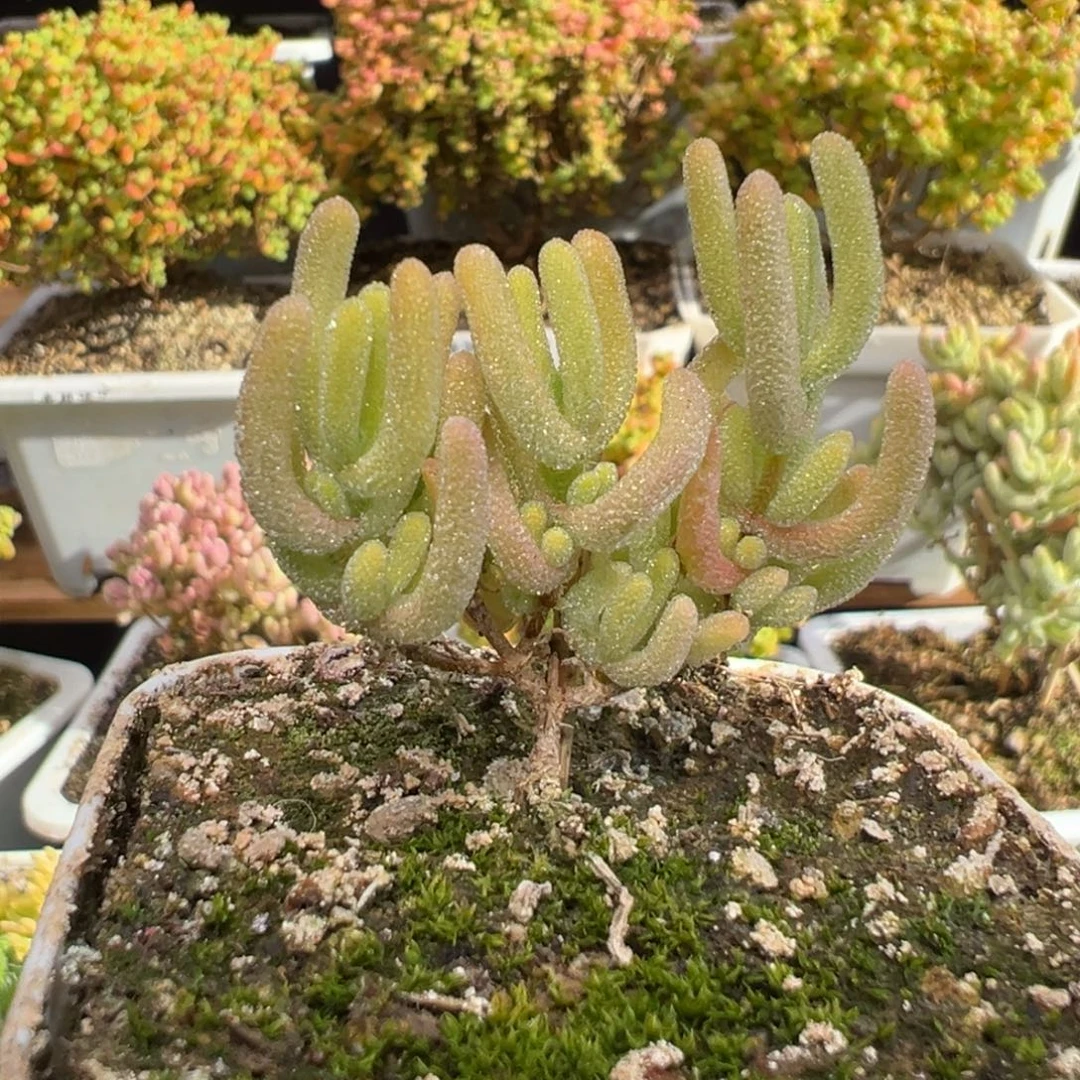 D7900红叶黄锦需凑单