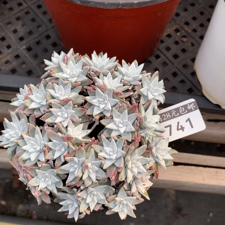 白菊741多肉植物