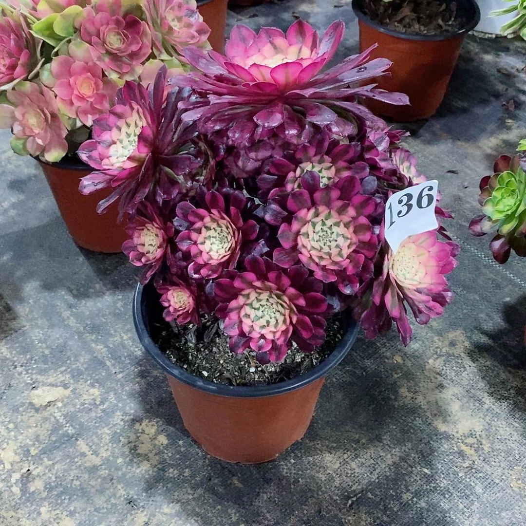 红铜白136多肉法师植物