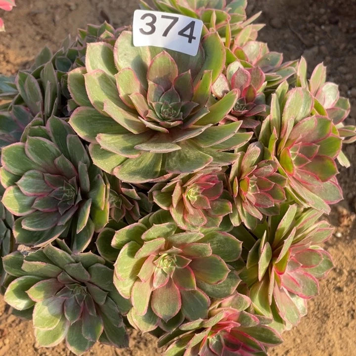 无花朵374多肉植物莲花座