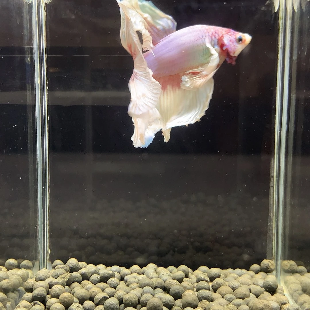 海水鱼七弟泰国斗鱼17