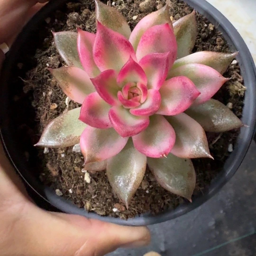 火焰山 锦 一物一拍