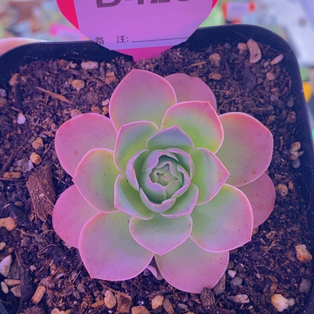 山地玫瑰一物一拍蝶恋花428