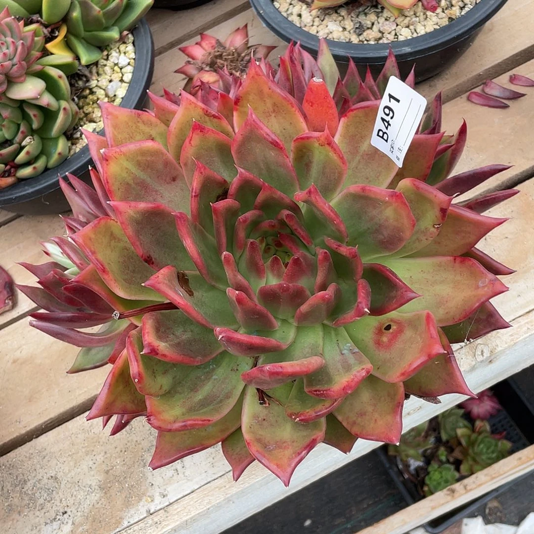 若如东云单拍B491