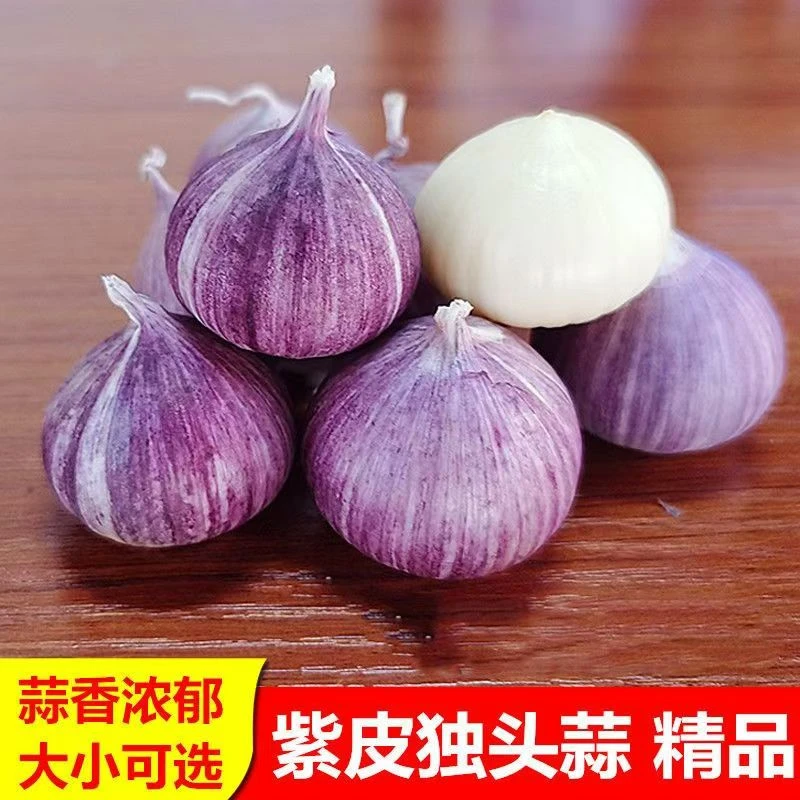 【超低价】正宗云南紫皮独头蒜新鲜蒜大蒜头批发新鲜蒜头红皮独蒜