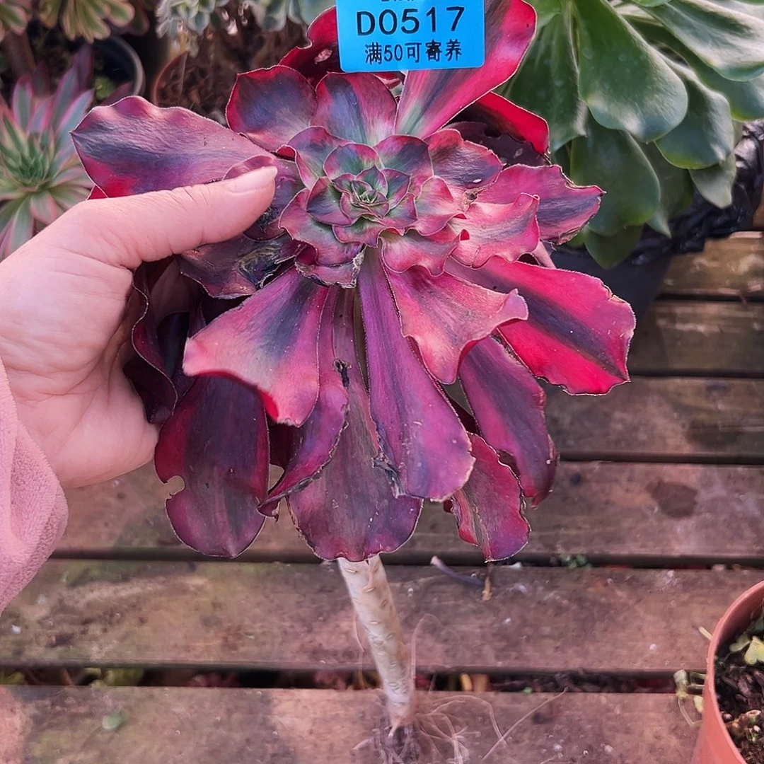 0517多肉植物巫毒白锦