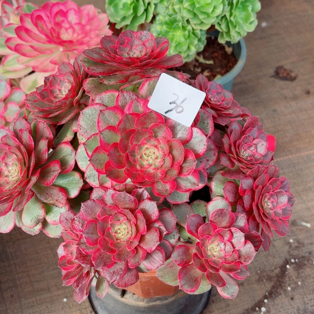 一物一拍多肉法师36