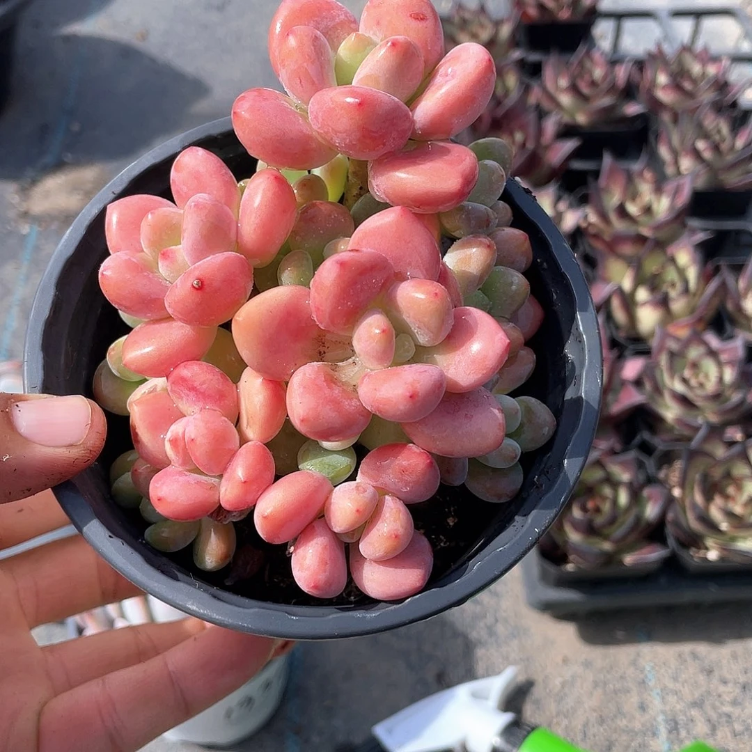 中号樱花洛神带盆发货
