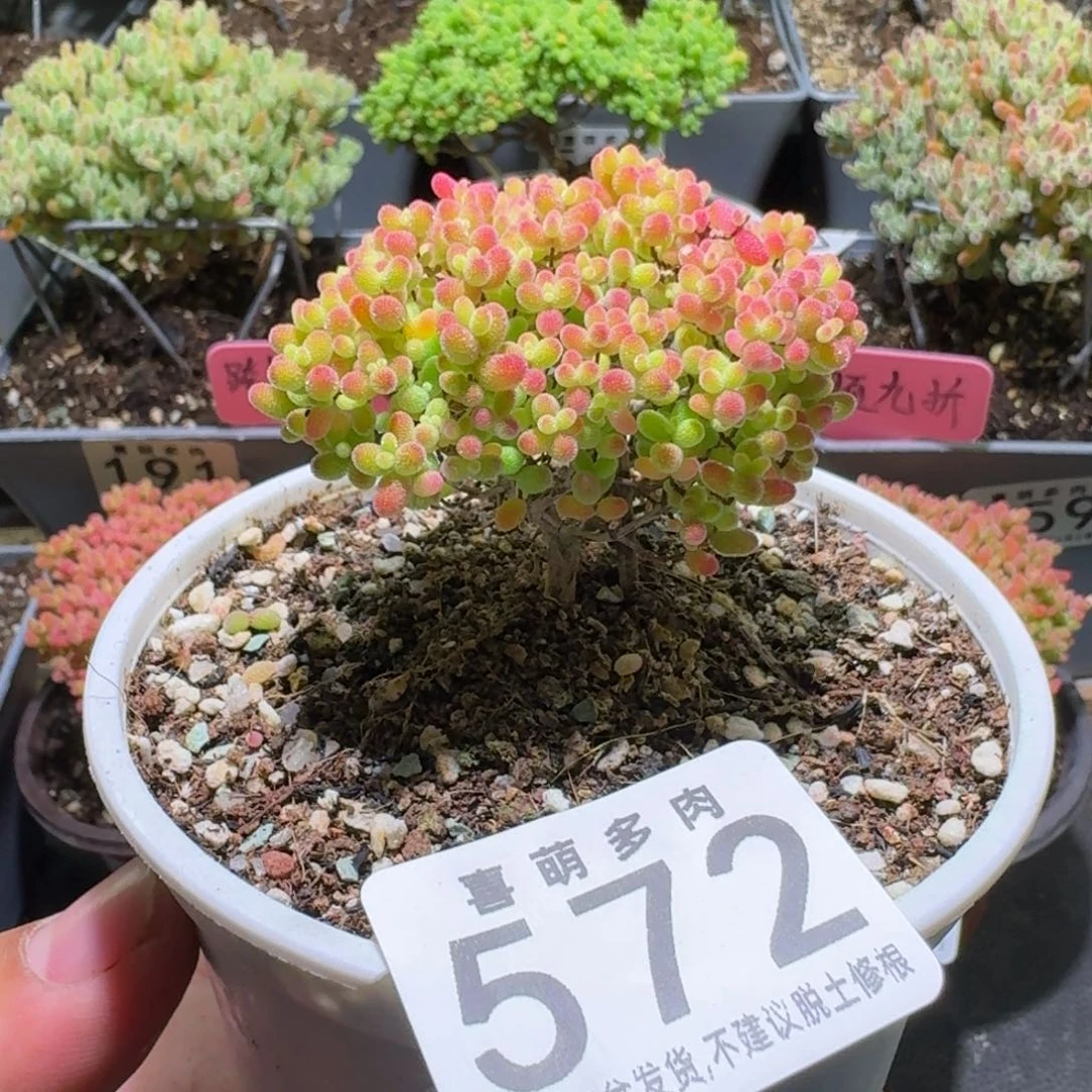 枝干番杏蜜橘糖球572