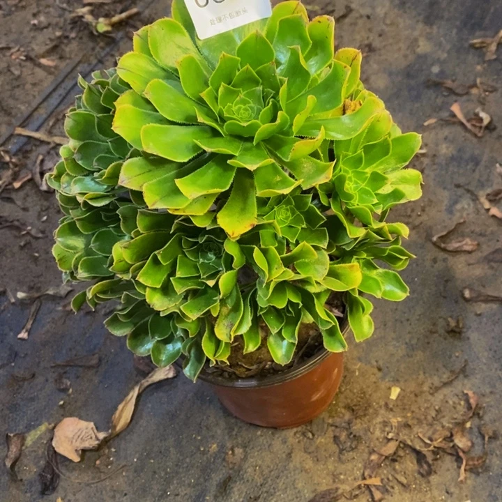 原始绿多肉断头不包0350