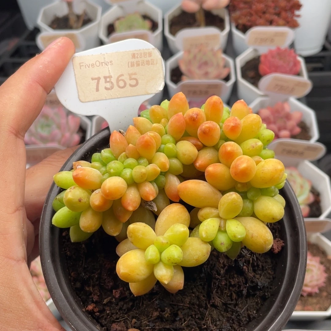 黄香蕉7565-9.5厘米