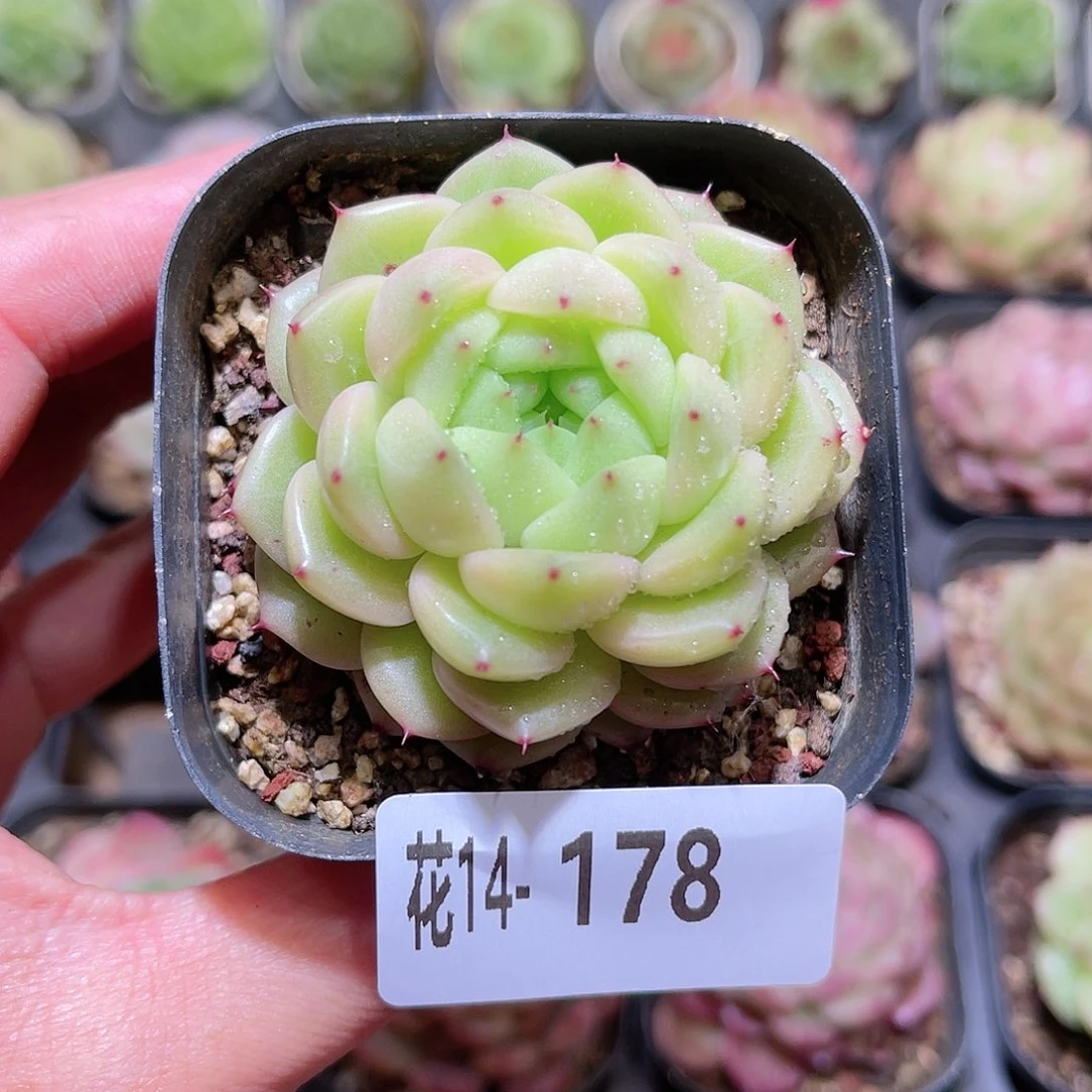 花利美14-178麦秆