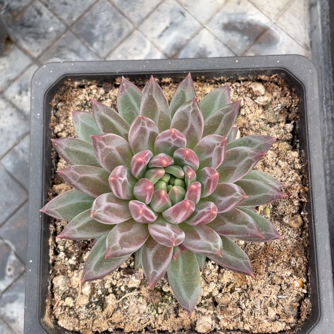 L***J美人优选多肉植物