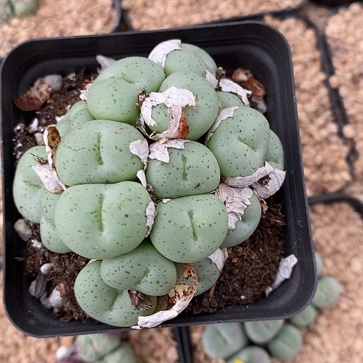 2246吕氏大饼一群。