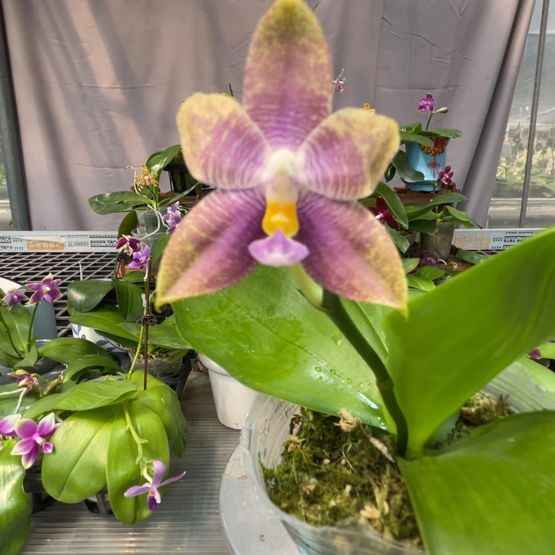 完全开放34叶瑕花期不保