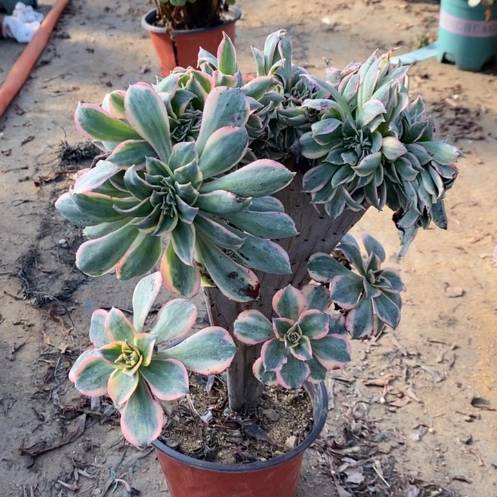 灿烂缀多肉植物44