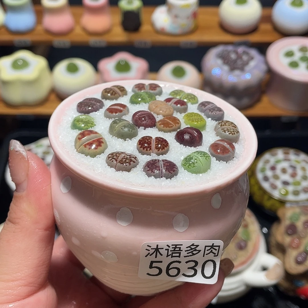 带盆土植物 一物一拍5630