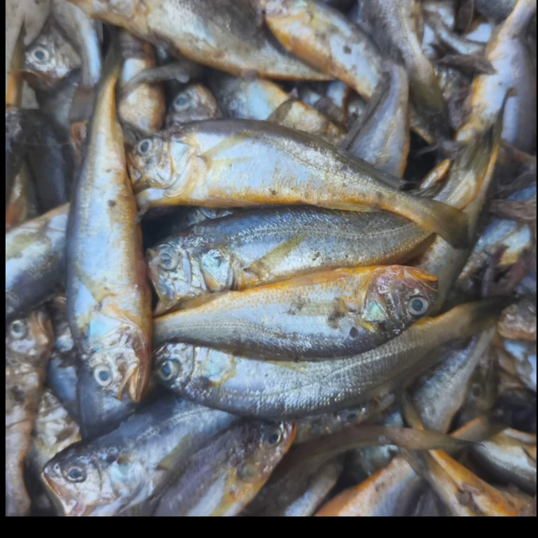 新鲜野生小黄花鱼深海冷冻鲜嫩可口