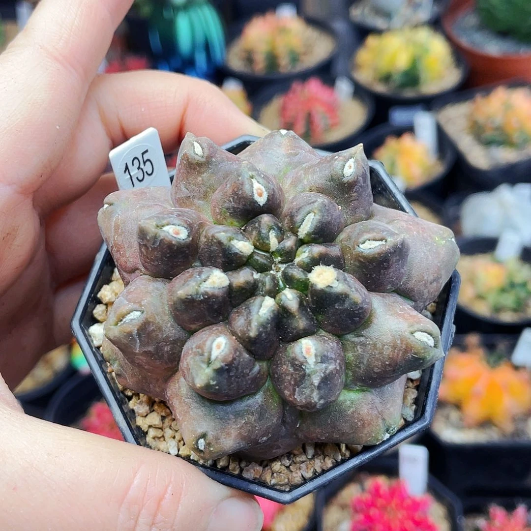 非偏远地区满25包邮仙人球