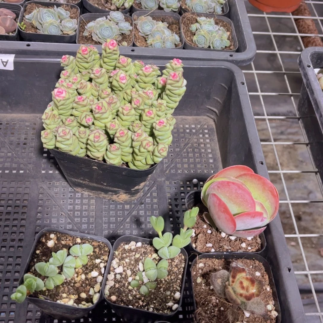 多肉927多肉植物，