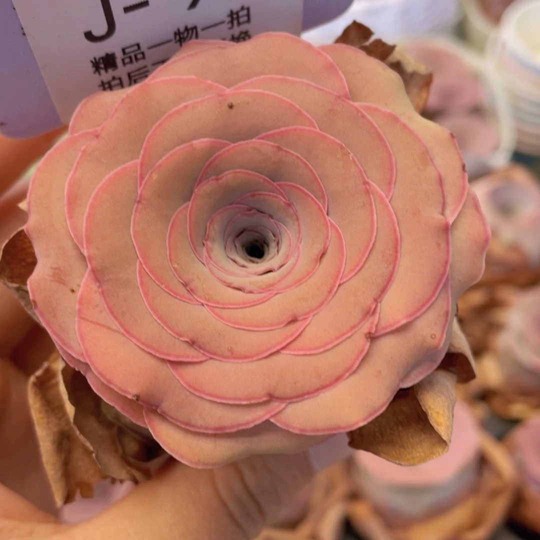 山地玫瑰J99裸根发货不售后