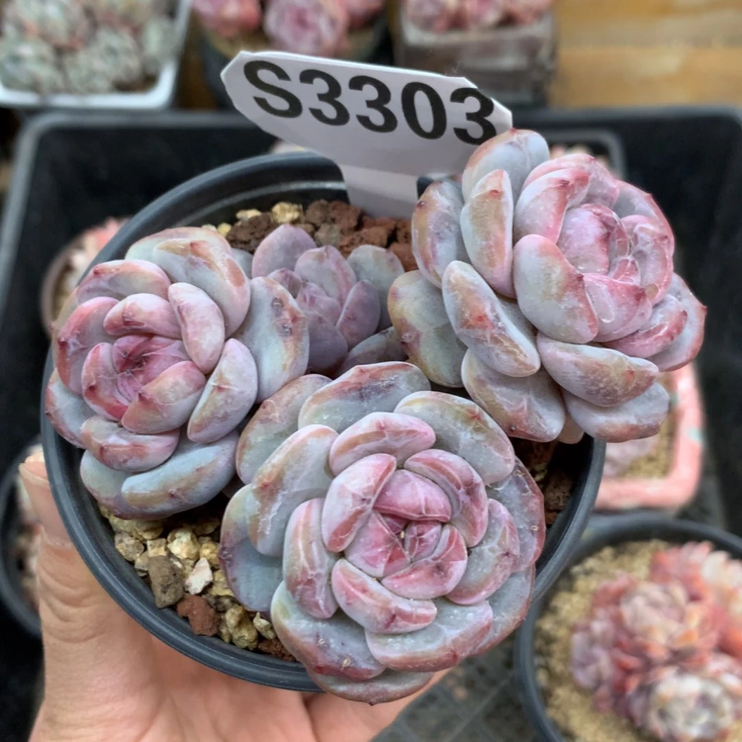 S3303 星影石榴籽老桩高杆 紫皮紫心