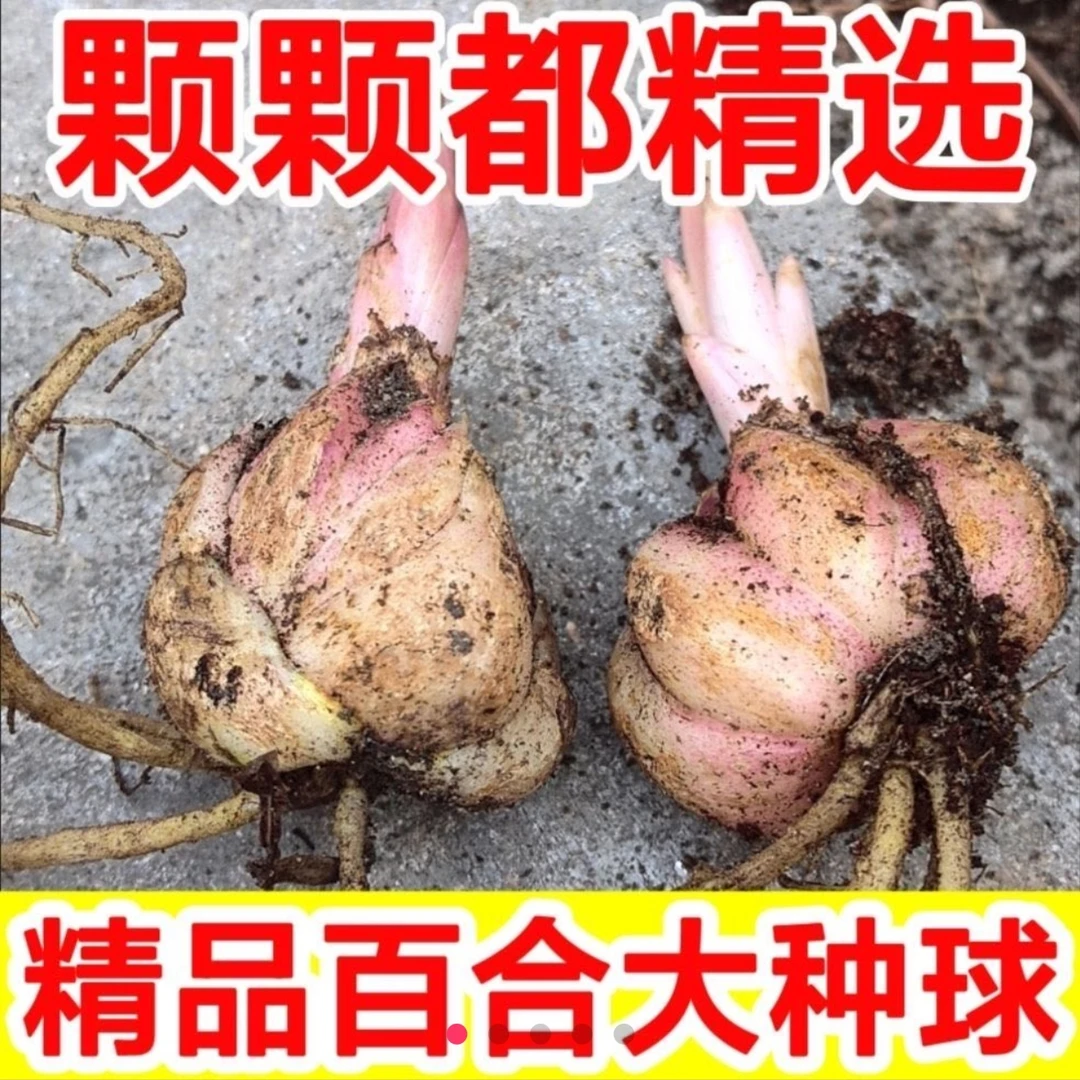 深山红百合花种球4棵
