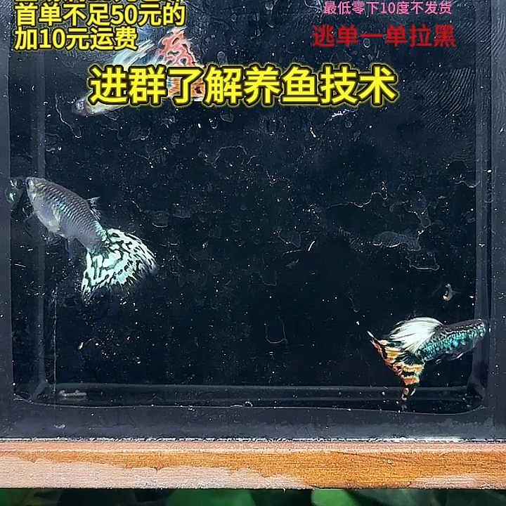 孔雀鱼三角尾马赛克