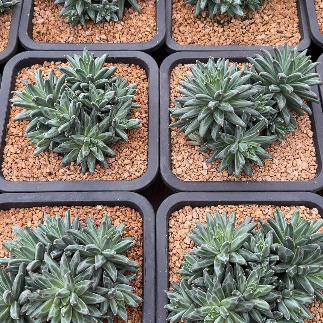 梵高美人整无砍群生多肉