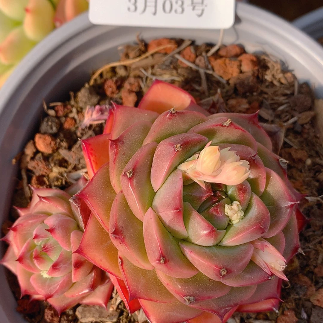 【闪购商品】云2099