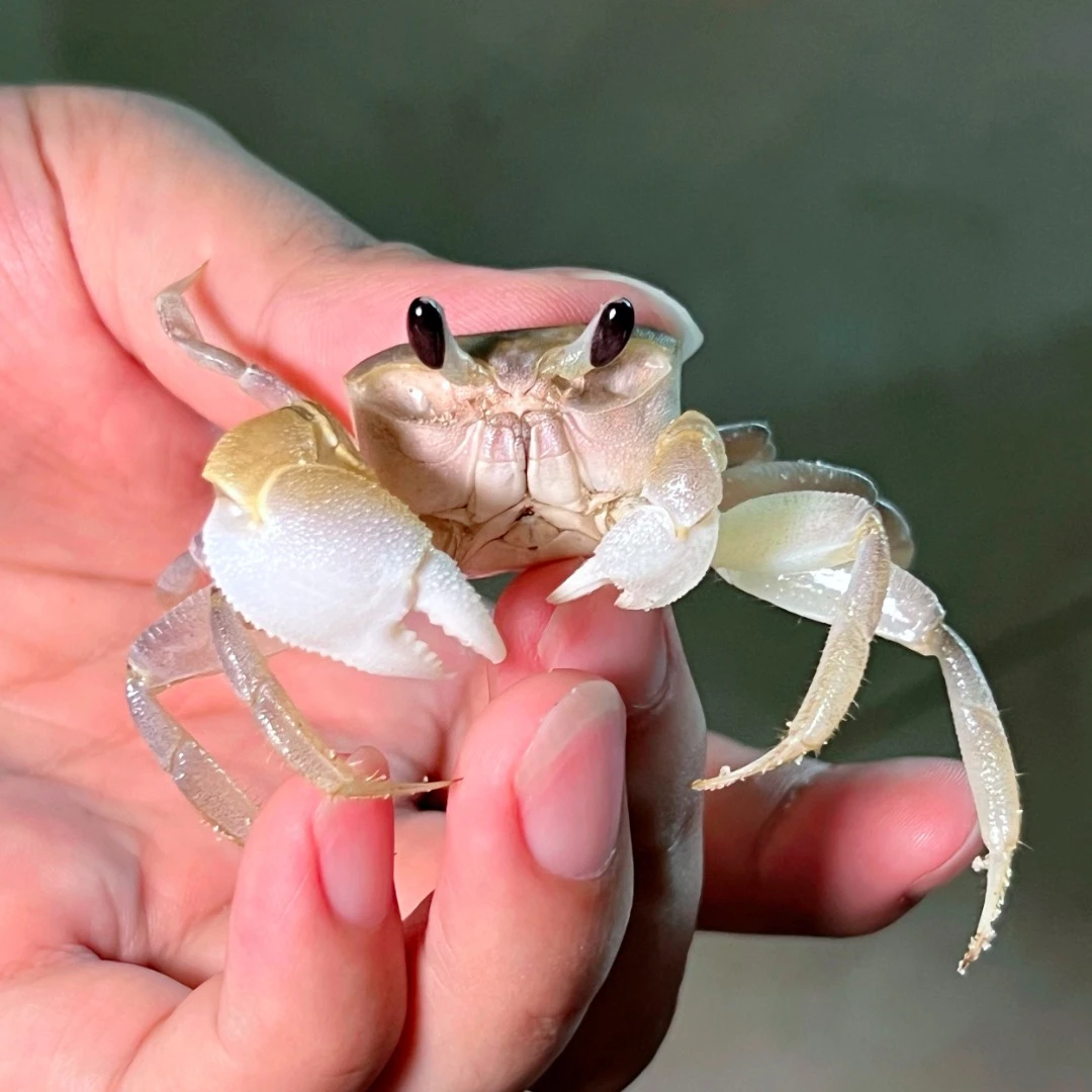 大眼萌沙蟹清货链接顺丰灵芝椰子蟹