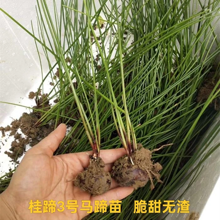 正宗荔浦优质水果马蹄荸荠苗高产马蹄苗种植栽培人工培育红皮马蹄