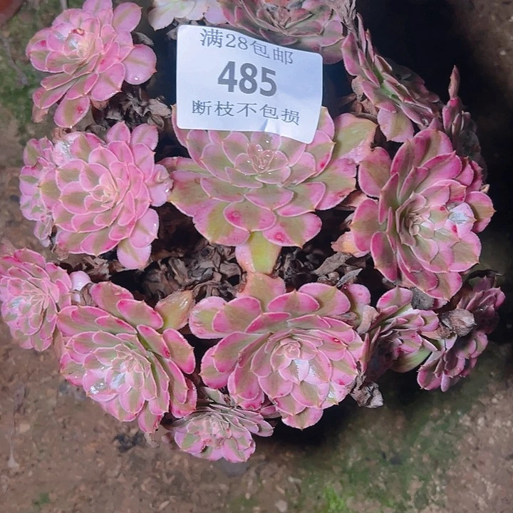 485红铜白多肉植物