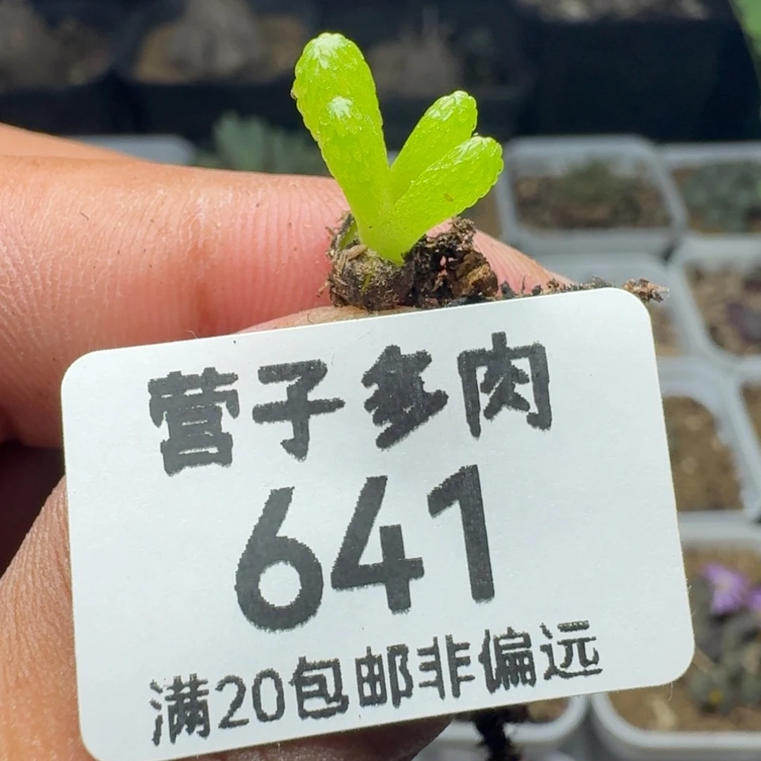 妖奇玉双头。