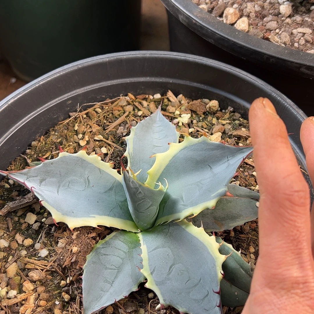 无花朵多肉植物海洋之心