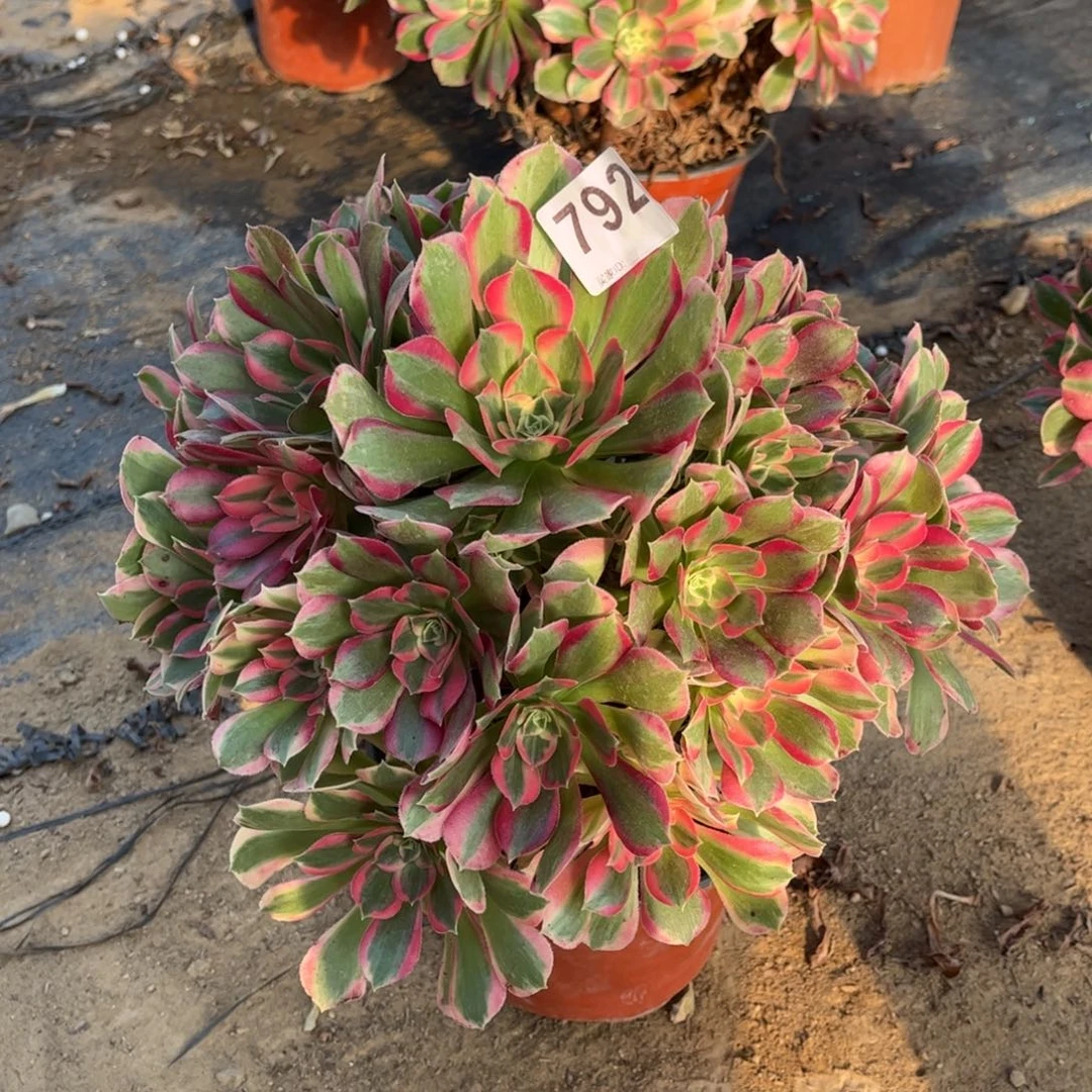 妖月792不包断枝的