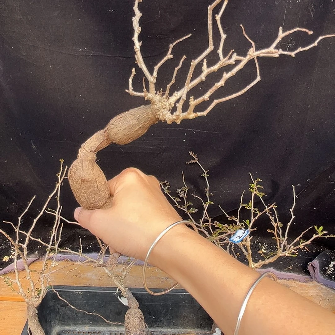 优选象足漆树，悬崖桩