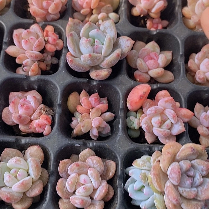 156 多肉植物盆栽植物