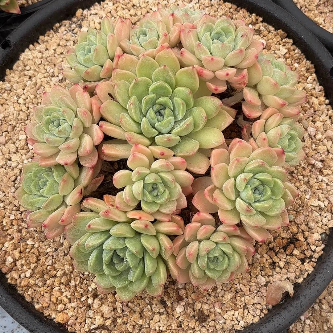 多肉植物啦啦啦啦啦