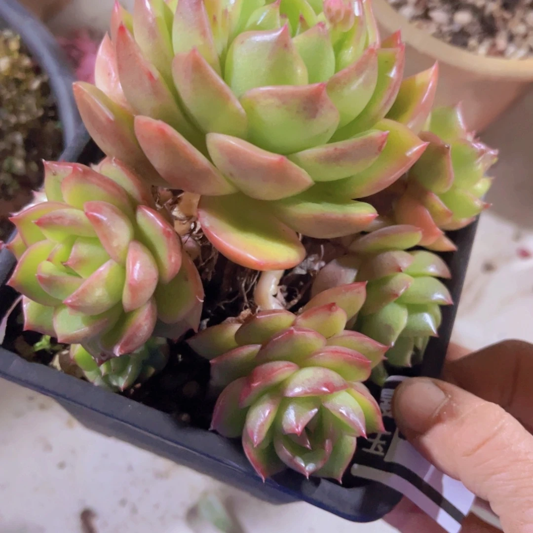 白玫瑰01290多肉植物