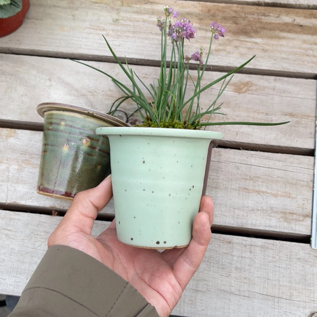 7****完全开放盆栽植物