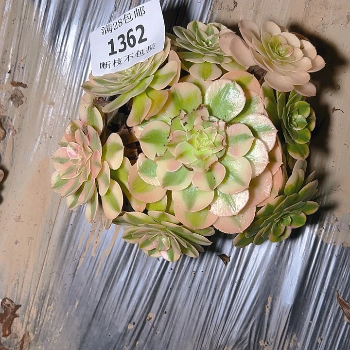 1362荔枝多肉植物保护