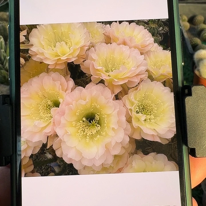 2522-1彩草，侧芽，尺寸以直播间看到的为准！