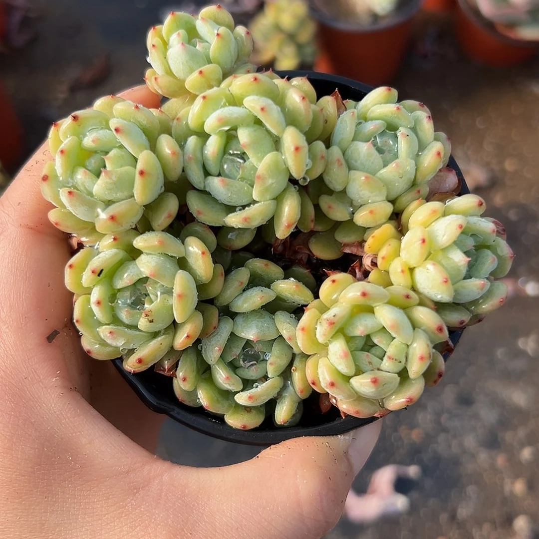 白盘解析嘟嘟植物中央音乐学院